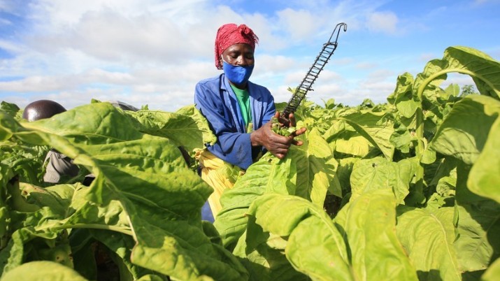 WHO kêu gọi ngừng trồng cây thuốc lá tại khu vực Tây Thái Bình Dương