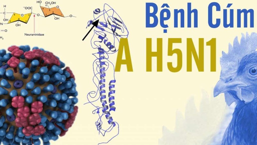 Bộ Y tế khuyến cáo biện pháp phòng, chống bệnh cúm A/H5N1